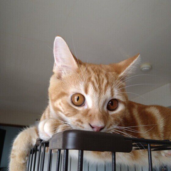 高いところから見下ろしている茶色のキジ猫