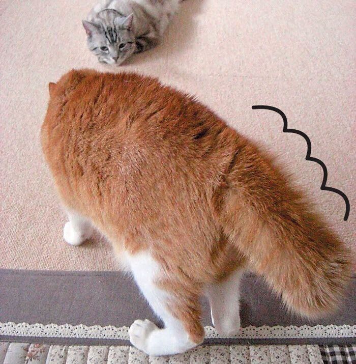 驚いてしっぽが膨らむ猫