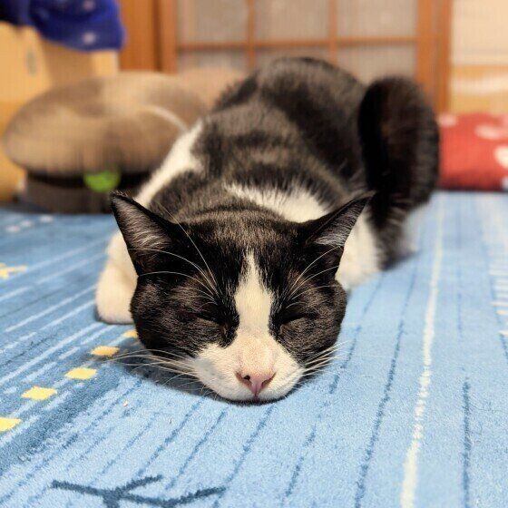 白黒猫の新之助ちゃん