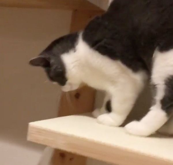 クイックルワイパーを盗む猫