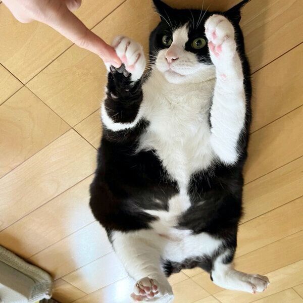 お父さんのことが大好きな猫の「甘えっぷり」が最高! 見た目の渋さと 一番の キキ様♡ その他