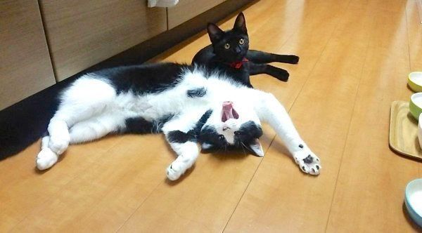 元保護猫・虎徹くんとはなびくん