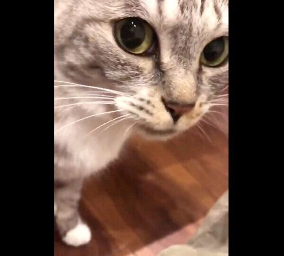 飼い主のニオイを嗅いでフレーメン反応を見せる猫 表情がシュールすぎる 笑 ねこのきもちweb Magazine 飼い主のニオイを嗅いでフレーメン反応を見せる猫 表情がシュールすぎる 笑 ねこのきもちweb Magazine