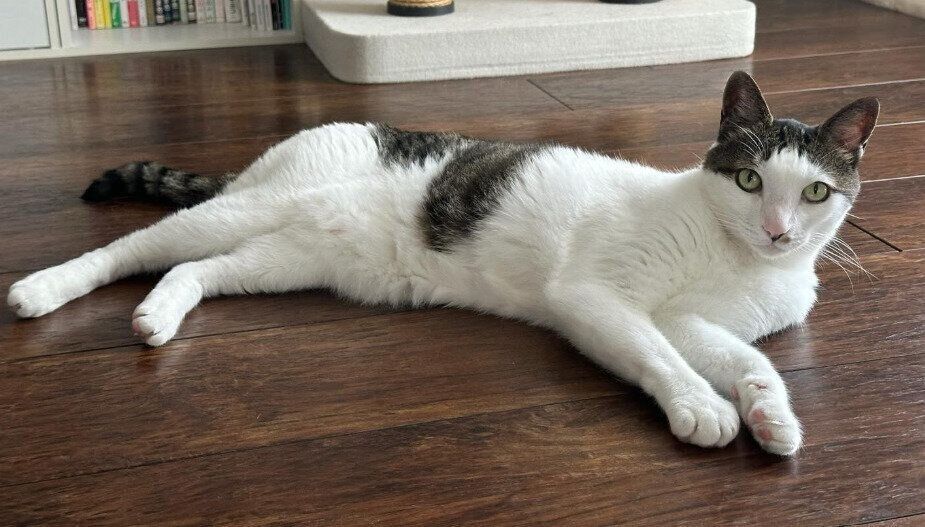 カメラ目線でくつろぐ12才の猫