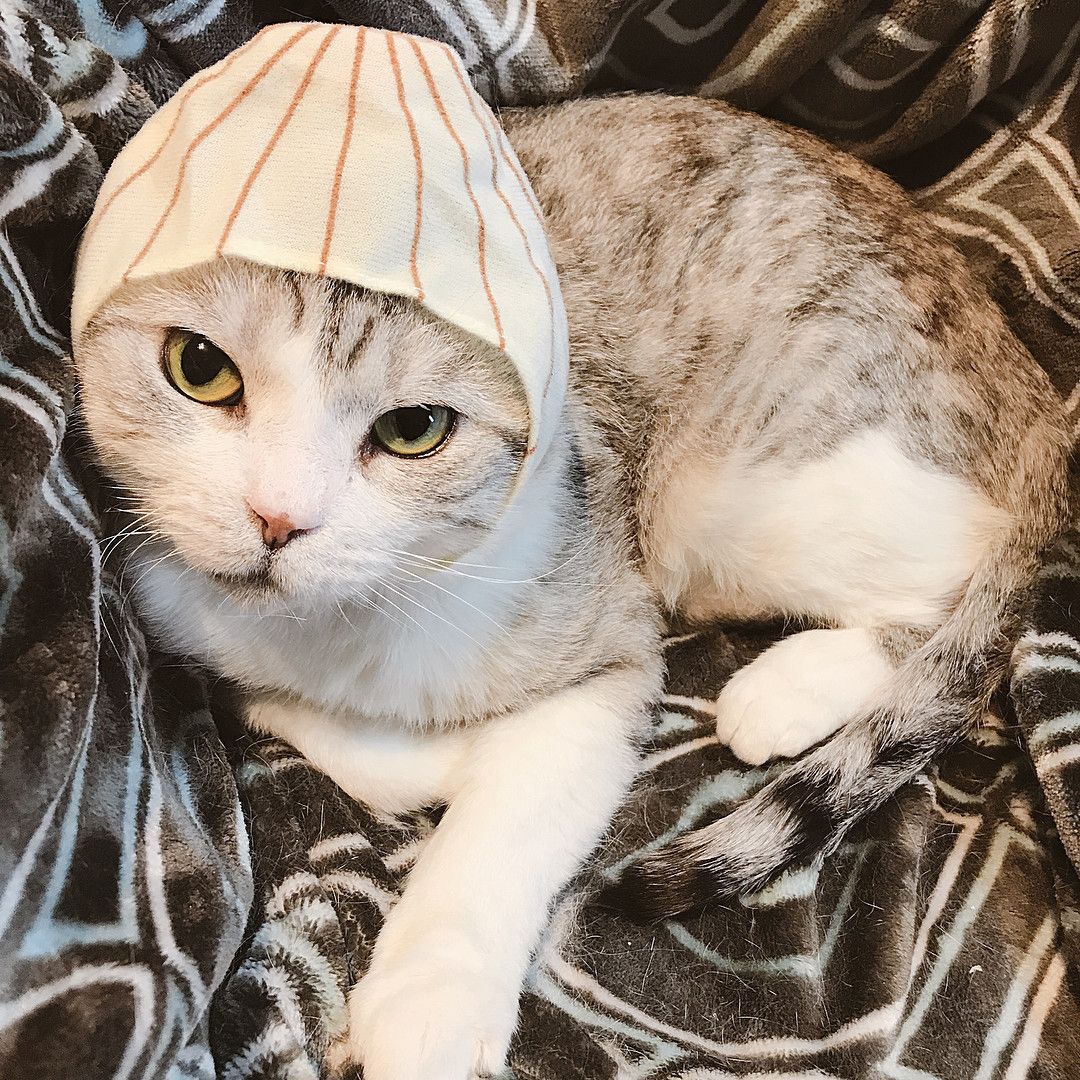 たまねぎのかぶりものをする猫、デンくん