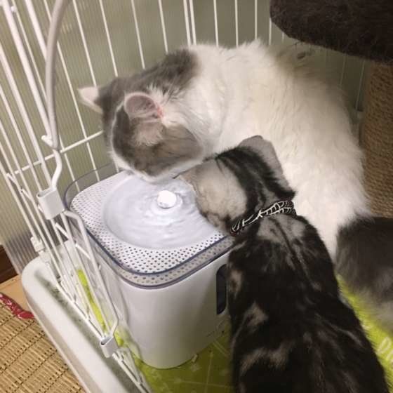 水を飲む猫