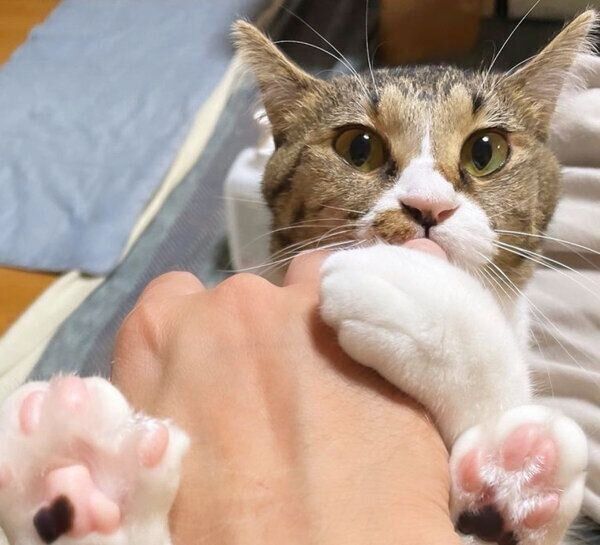 飼い主さんの指をしゃぶるみいちゃん