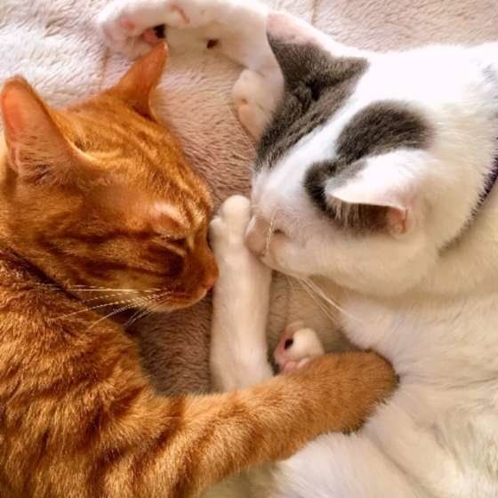 一緒に寝ている2匹のトラ猫