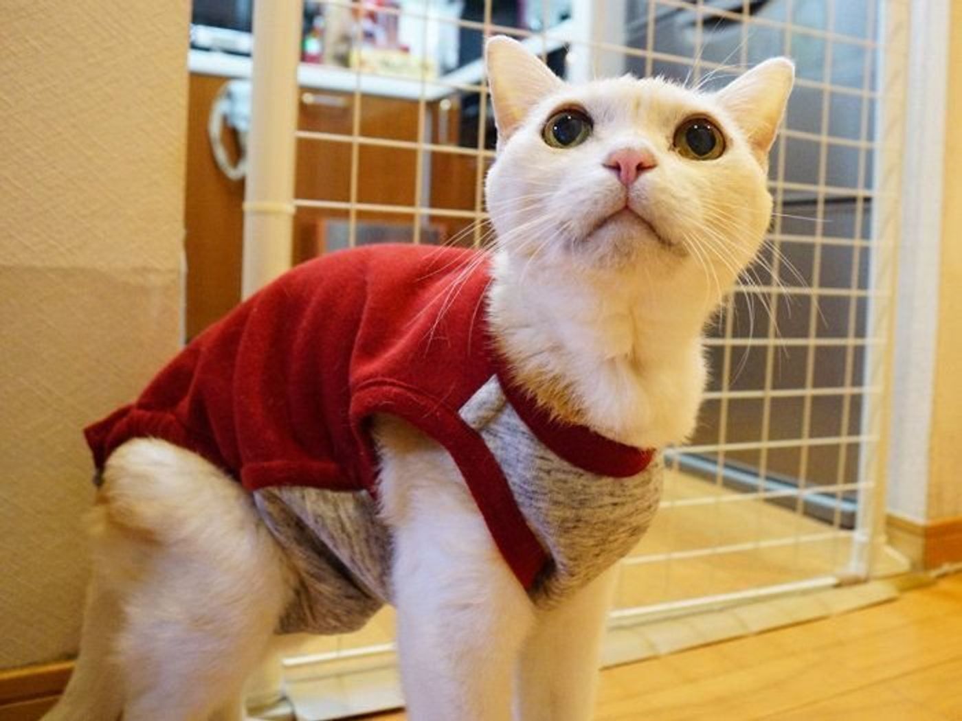 猫は追いかけっこ遊びが好き 本日もねこ晴れなり Vol 6 ねこのきもちweb Magazine 猫は追いかけっこ遊びが好き 本日もねこ晴れなり Vol 6 ねこのきもちweb Magazine