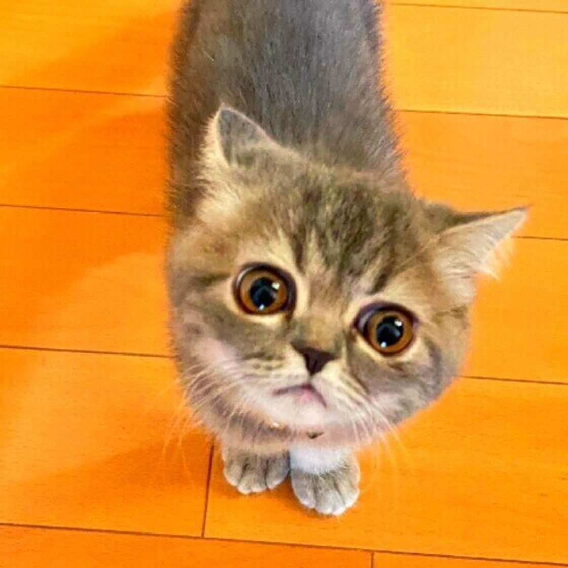 雷を怖がっている猫がとる行動は 事故やトラブルにつながる恐れもあるので注意 ねこのきもちweb Magazine 雷を怖がっている猫がとる行動は 事故やトラブルにつながる恐れもあるので注意 ねこのきもちweb Magazine