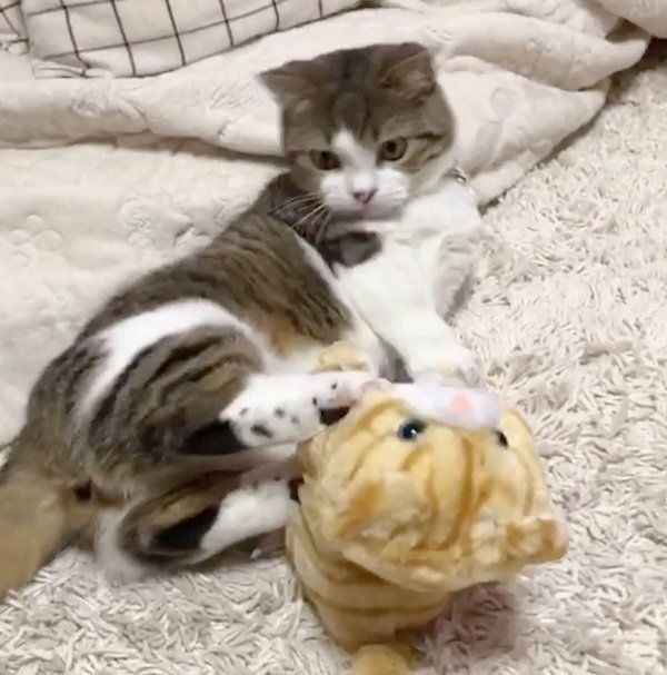 遊ぶマンチカン