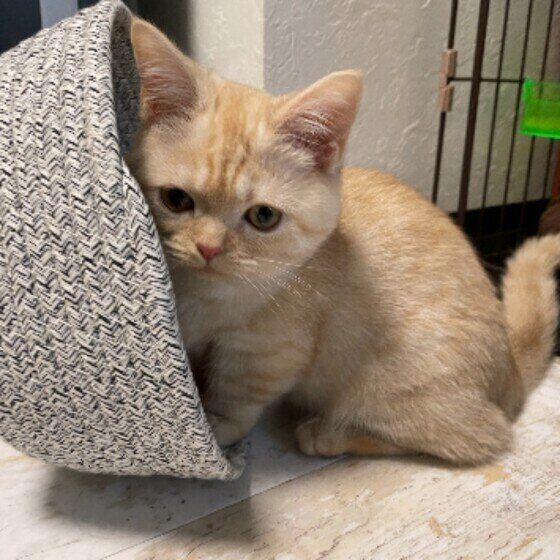 猫の成長著しい大切な時期 子猫期 に飼い主が やってはいけないこと ねこのきもちweb Magazine