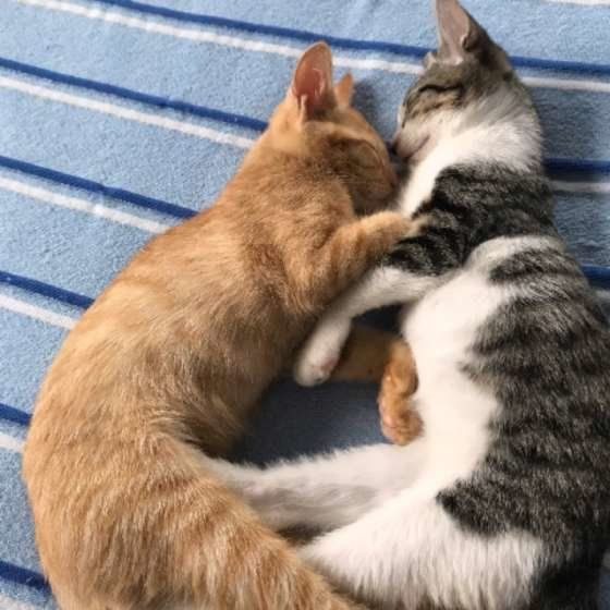 寄り添って眠る猫