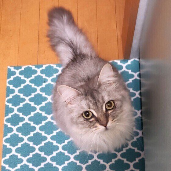 無言の圧をかけるサイベリアンのさくらくん