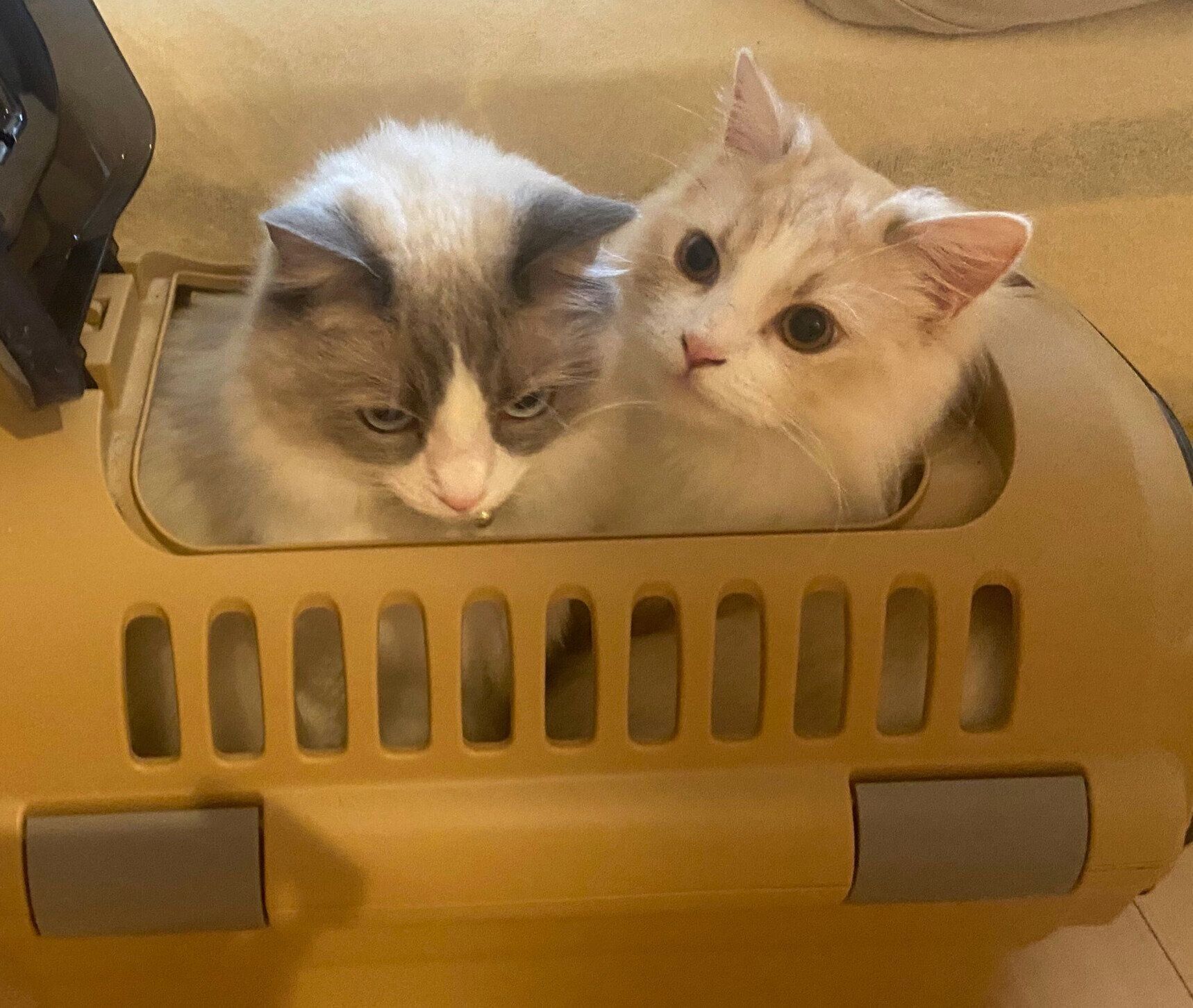 仲良くキャリーケースに入る睡蓮ちゃん、もなかくん