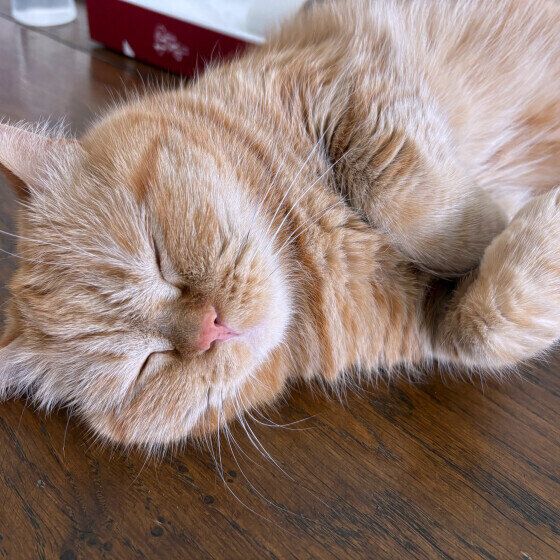 床で寝るエキゾチックショートヘア