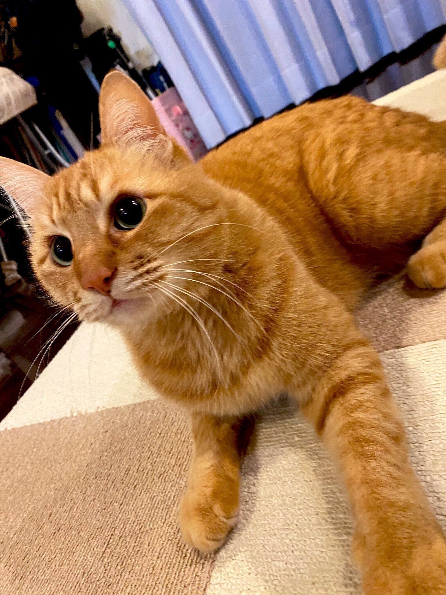 どこかを見つめるレンくん