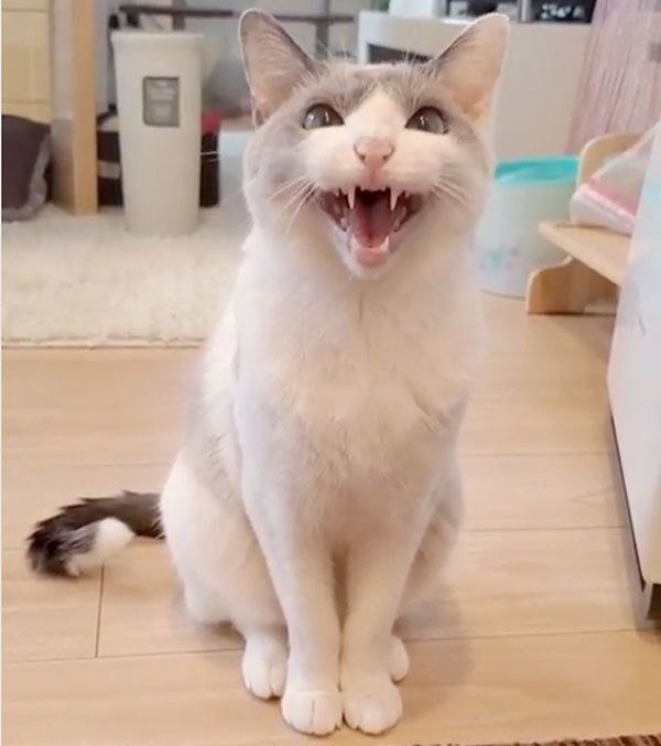 鳴く猫