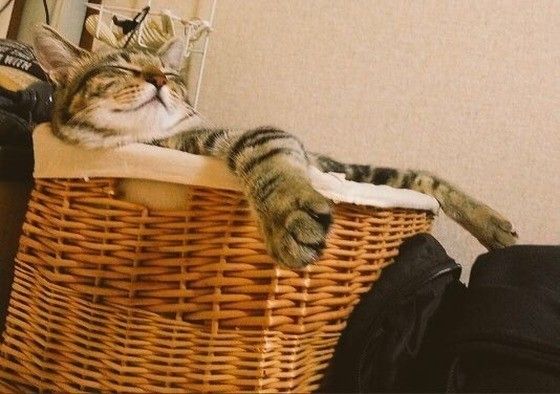 洗濯物の上で寝る猫