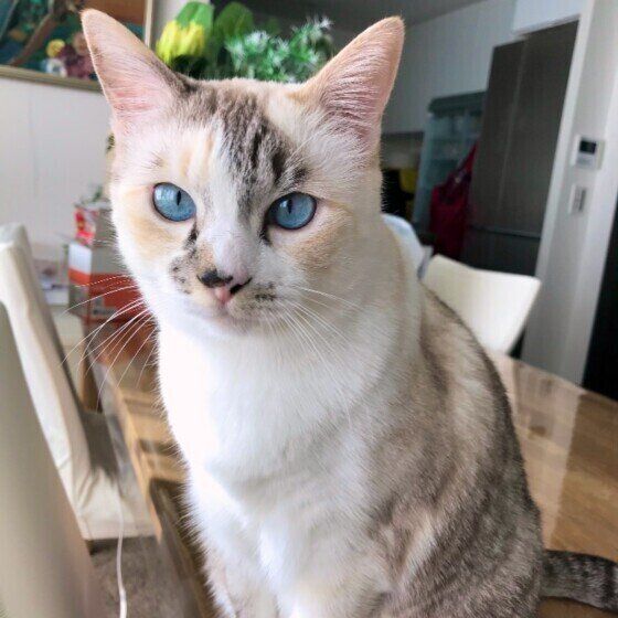 見つめる三毛猫