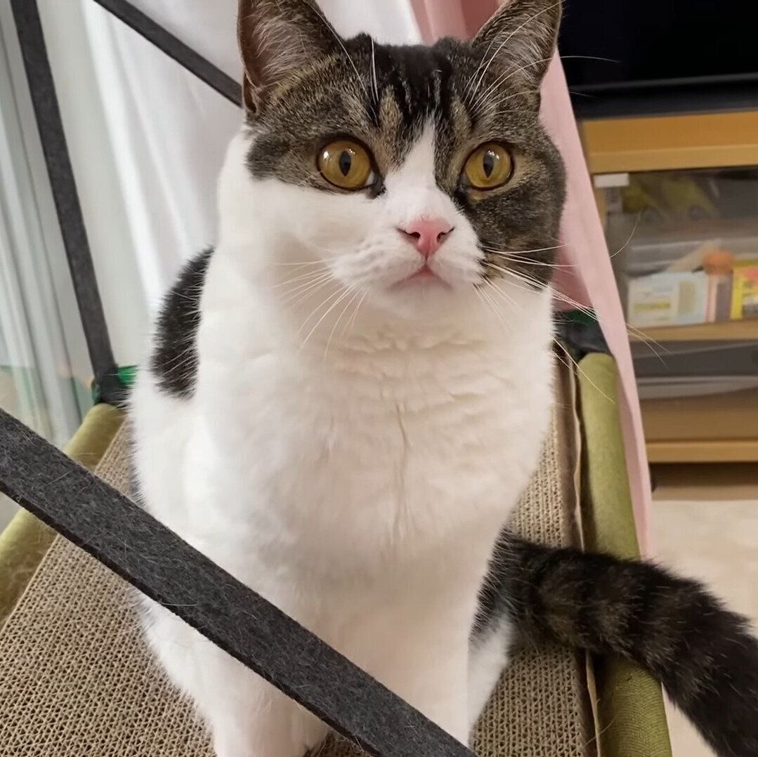 ドヤ顔のうま次郎ちゃん