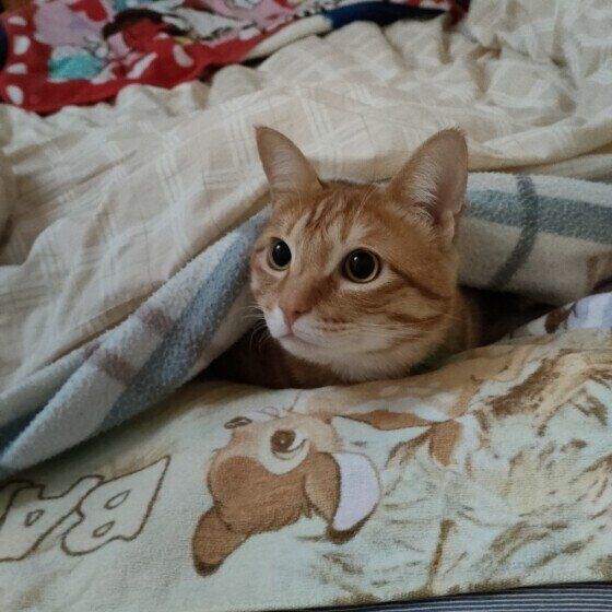 茶トラ猫のふくちゃん