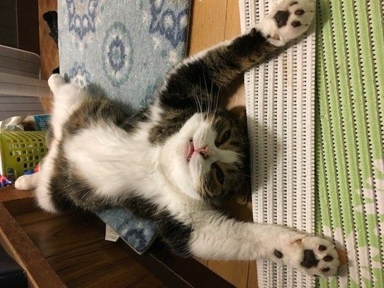 伸びるスコティッシュフォールド