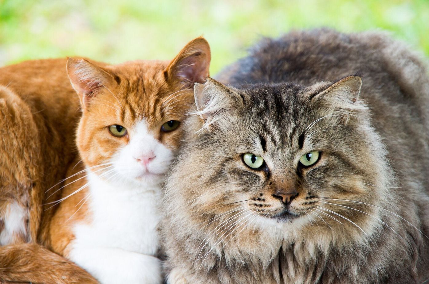 獣医師監修 猫のフケは病気が原因 対策やケアグッズもご紹介 ねこのきもちweb Magazine 獣医師監修 猫のフケは病気が原因 対策やケアグッズもご紹介 ねこのきもちweb Magazine