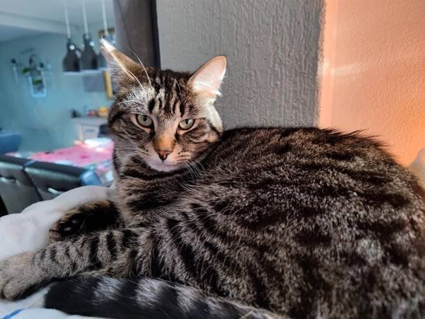 黒い縞模様の灰色のタビーキャットがカメラを覗き込み、引っ掻き傷のポストで自宅で休んでいる