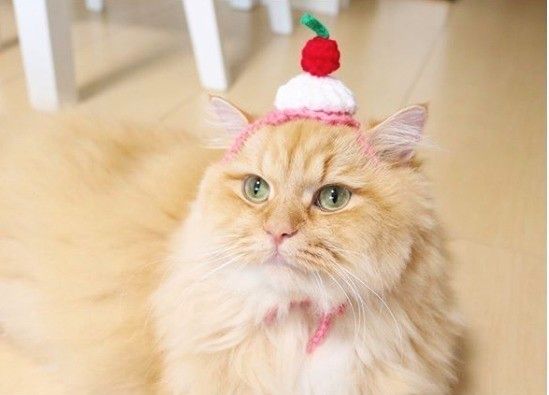 ラガマフィンのシュクルくん（ショートケーキver.）