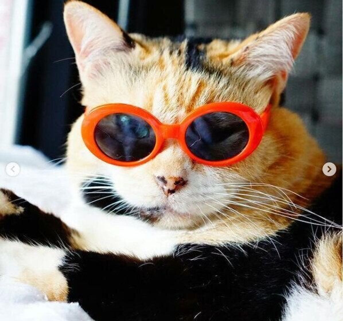 猫 メガネ 悶絶級のかわいさ ダイソーのペット用メガネをご紹介 ねこのきもちweb Magazine 猫 メガネ 悶絶級のかわいさ ダイソーのペット用メガネをご紹介 ねこのきもちweb Magazine