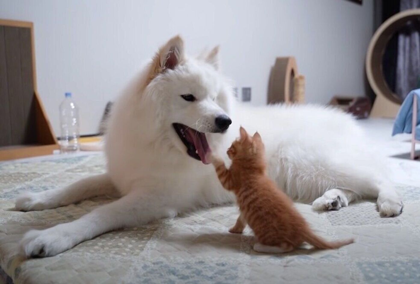 子猫が自分よりも大きなワンコの顔をガブリしちゃった 大きくなっても仲良しな2匹が微笑ましい ねこのきもちweb Magazine 子猫が自分よりも大きなワンコの顔をガブリしちゃった 大きくなっても仲良しな2匹が微笑ましい ねこのきもちweb Magazine