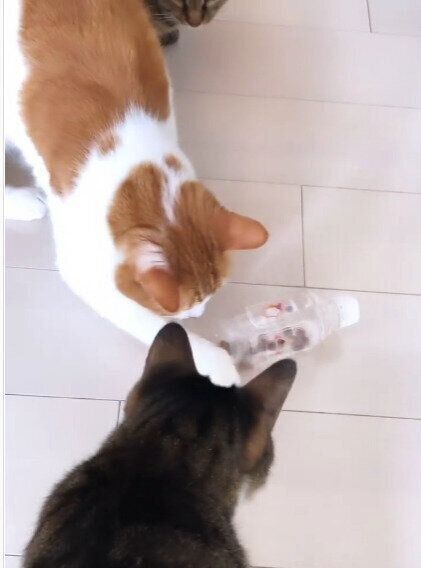 知育おもちゃで遊ぶ猫