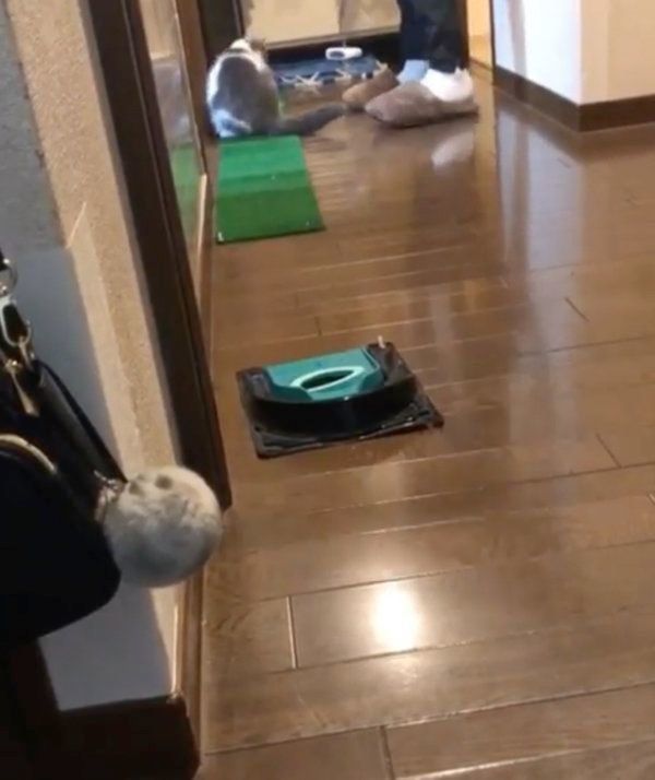 パターゴルフで遊ぶブリティッシュショートヘア