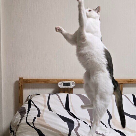 MIXミケのコタくん