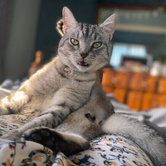 マンチカンのペールくん