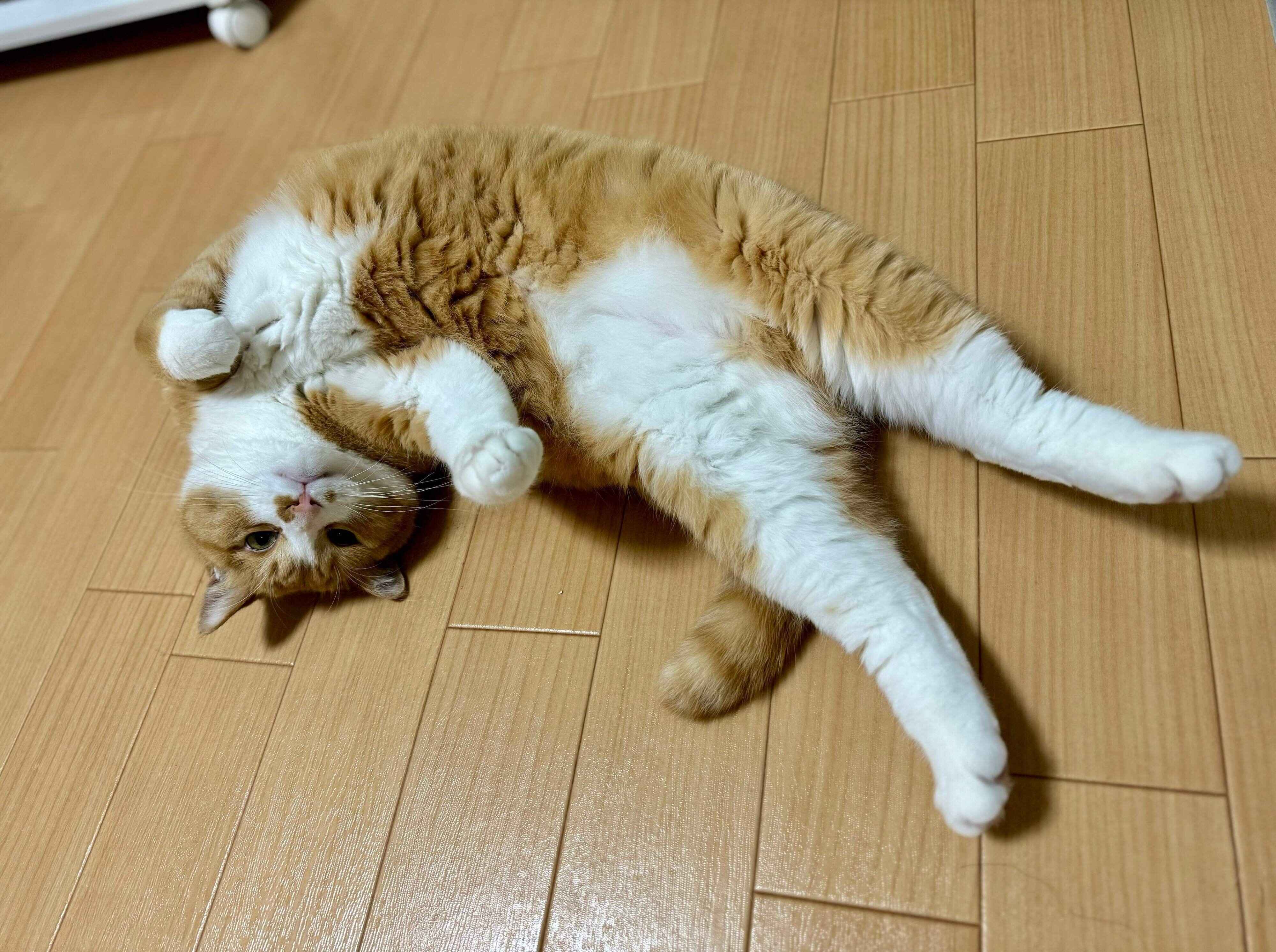 ヘソ天するさんてくん