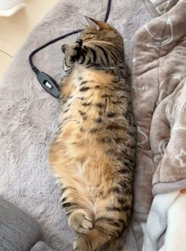 ギュッと体に力を入れるもなちゃん