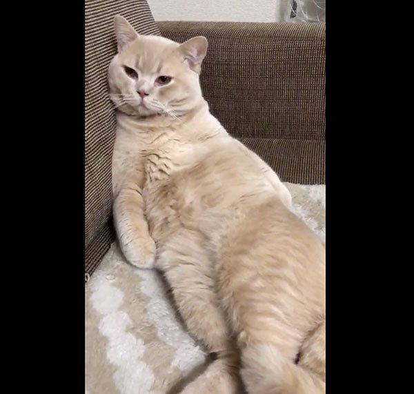 くつろぐぽてとちゃん