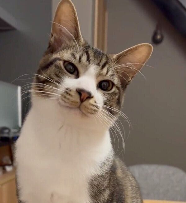 優しい顔をするおかかくん