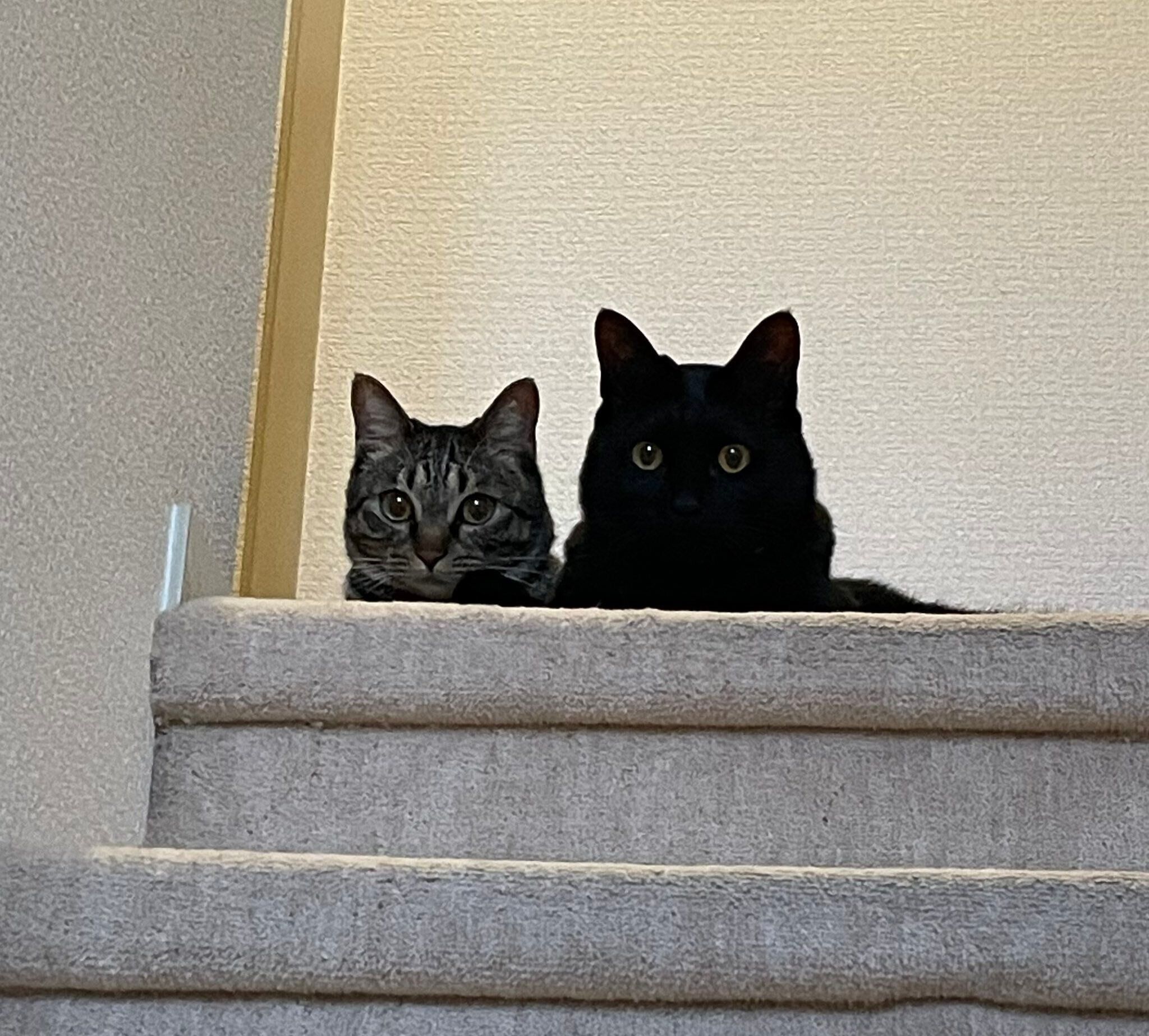 並んで飼い主を見る2匹の猫
