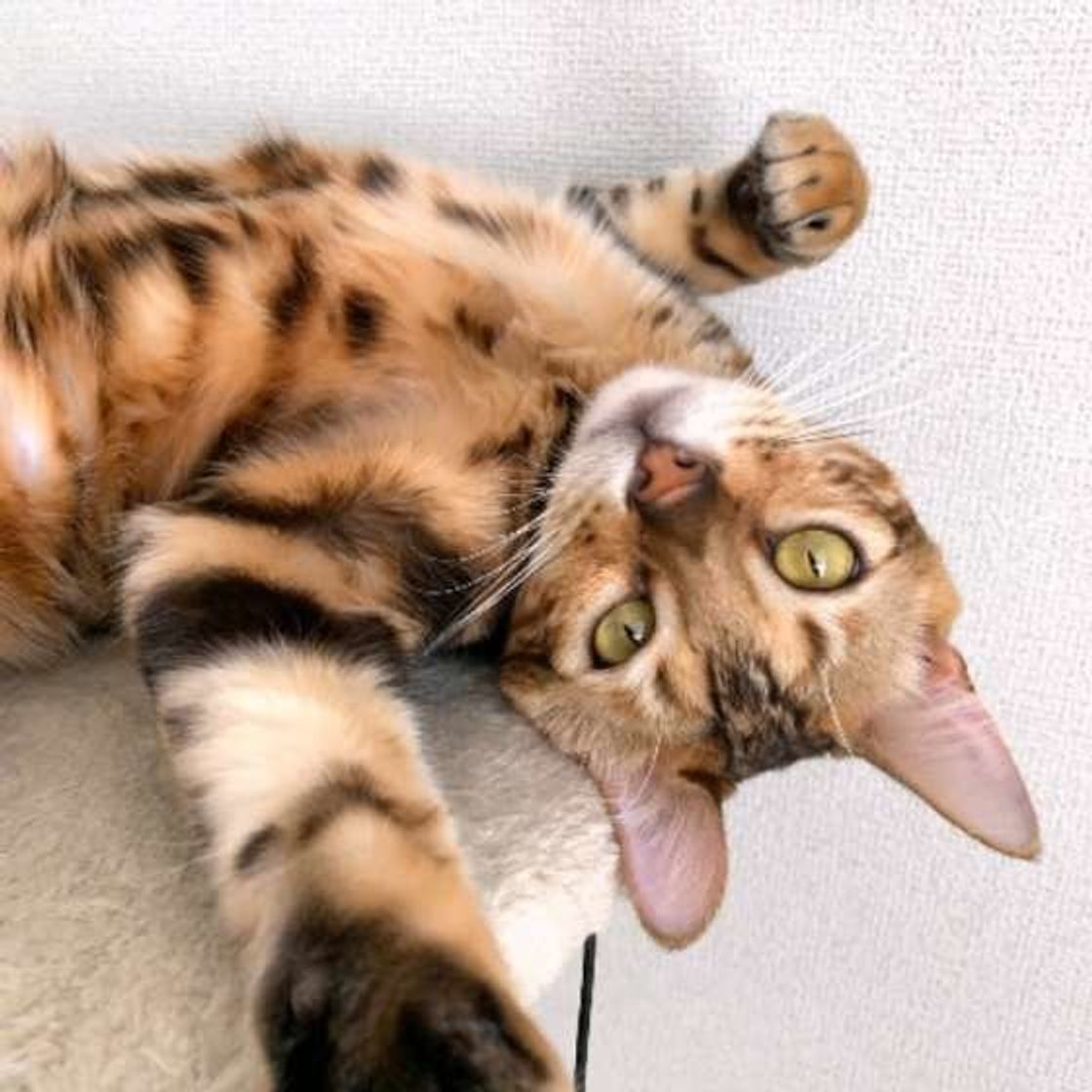 猫の名前ランキングで1位は オス メス共通で人気の名前だった ランキングtop ねこのきもちweb Magazine 猫の名前ランキングで1位は オス メス共通で人気の名前だった ランキングtop ねこのきもちweb Magazine