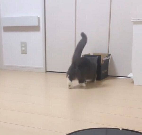 壁にぶつかるひじきくん