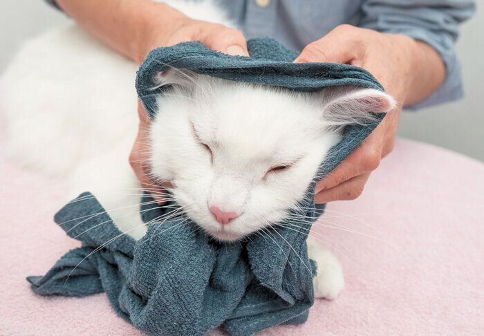 耳のケアをされる猫