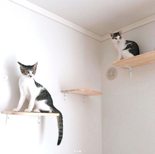 キャットステップに乗るソラちゃんとマルちゃん