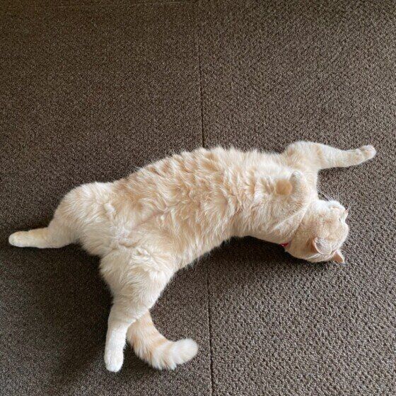 へそ天するマンチカン（メス）