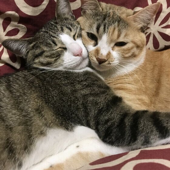 寄り添い眠る2匹の猫