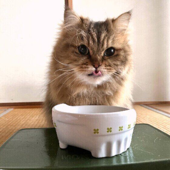 サイベリアンのぽんじろうくん♪