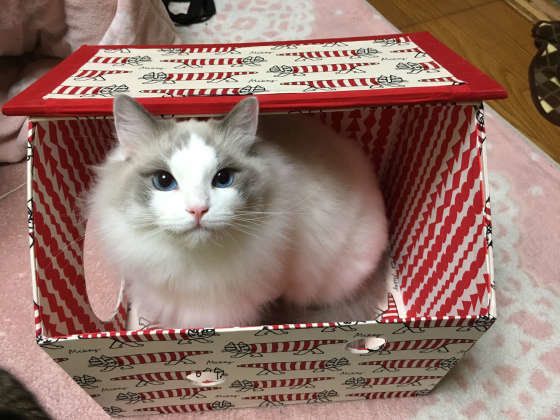 見つめるラグドール