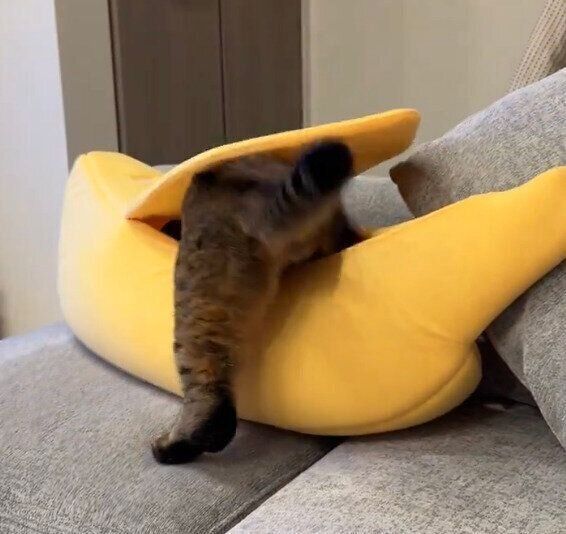 バナナベッドに入る瞬間のまつたけちゃん